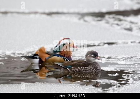 Un paio di anatra mandarino (Aix galericulata) nuotano in un piccolo buco in un lago ghiacciato Foto Stock