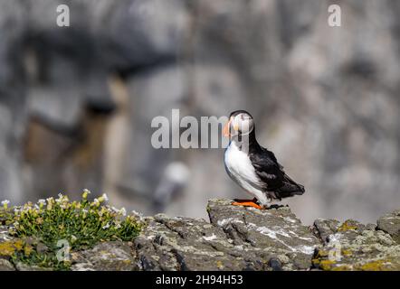 Solitario puffin (Fratercola arctica) su roccia Clifftop nella riserva naturale di mare, Isola di maggio, Scozia, Regno Unito Foto Stock