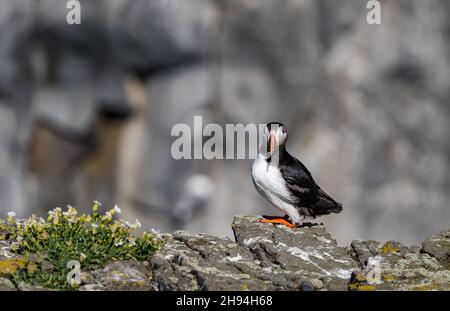 Solitario puffin (Fratercola arctica) su roccia Clifftop nella riserva naturale di mare, Isola di maggio, Scozia, Regno Unito Foto Stock