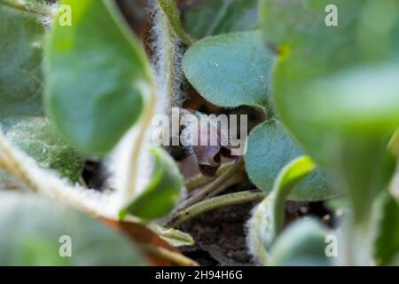 Haselwurz, Gewöhnliche Haselwurz, Asarum europaeum, Asarabacca, zenzero selvatico europeo, Nocciola, Spekenard selvatico, l’Asaret d’Europa Foto Stock