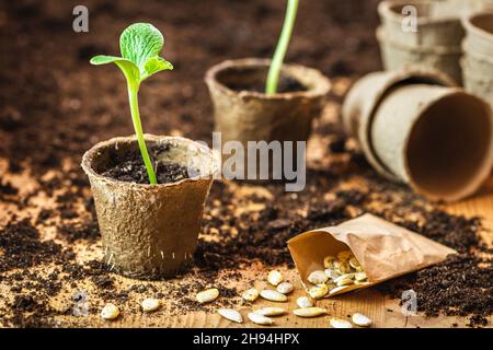 Piantando e germinando semi di zucca in pentole biodegradabili di torba. Piccola piantina verde per orto Foto Stock