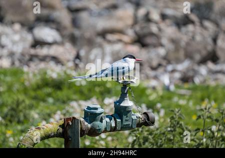 Una terna artica (Sterna paradisaea) seduta su un vecchio rubinetto al sole, Isola di maggio, Scozia, Regno Unito Foto Stock