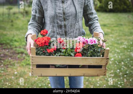 Pelargonio rosso e rosa che semina. Donna che tiene la cassa di legno piena di colorati fiori di geranio in giardino Foto Stock