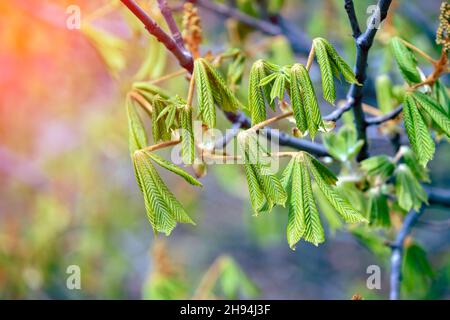 Giovani foglie verdi di castagno di cavallo su rami in primavera Foto Stock