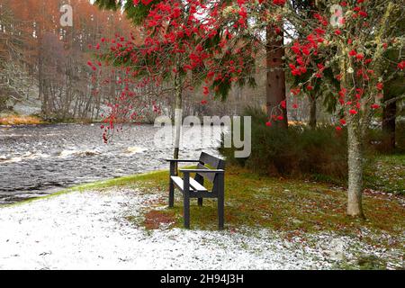 FIUME SPEY SCOZIA INVERNO NEVE PANCA NERA E ROWAN ALBERO SORBUS AUCUPARIA CON BACCHE ROSSE SULLA RIVA DEL FIUME Foto Stock