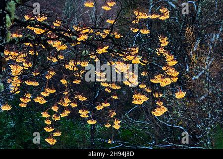 BACCHE GIALLE DI UN ALBERO DI ROWAN IN INVERNO SORBUS AUCUPARIA Foto Stock