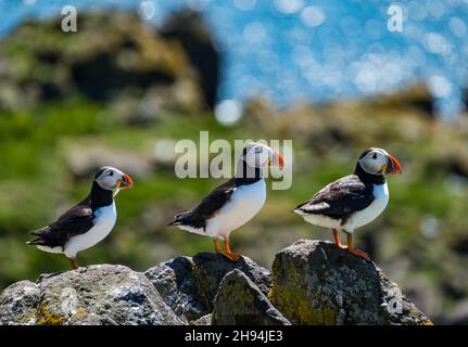 Pulcinelle di mare (Fratercula arctica) nella riserva naturale di uccelli marini arroccata sulle rocce, Isola di maggio, Scozia, Regno Unito Foto Stock