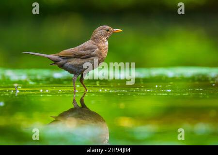 Primo piano di una comune bagnato Blackbird femmina, Turdus merula lavaggio, preening, bere e lavaggio in acqua. Messa a fuoco selettiva e a basso punto di vista Foto Stock