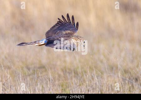 Femmina Hen harrier Circus cyaneus o nord harrier caccia di cui sopra un prato durante un inverno freddo Foto Stock