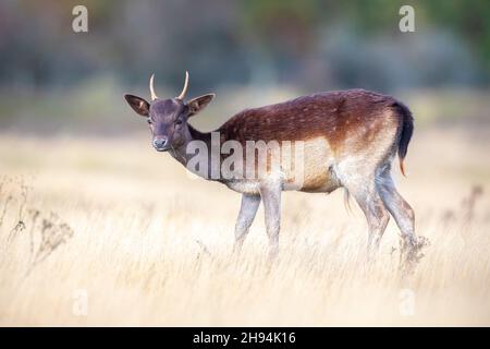 Allow cervo Dama Dama Fawn nella stagione autunnale. La nebbia autunnale e i colori della natura sono chiaramente visibili sullo sfondo. Foto Stock