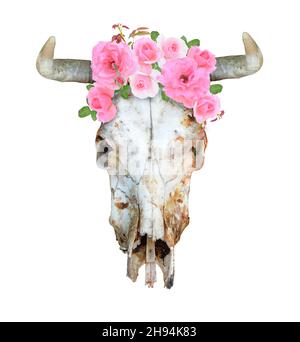 Toro o mucca scull con corna, decorare le rose. Isolato su sfondo bianco Foto Stock