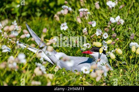 Una terna artica nidificante (Sterna paradisaea) in mare campion, Isola di maggio, Scozia, Regno Unito Foto Stock