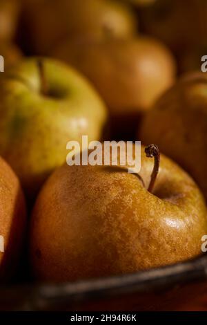 Hudson's Golden Gems, una varietà americana di mele Heirloom. Questi sono stati coltivati nella contea di Lancaster, Pennsylvania, Stati Uniti Foto Stock