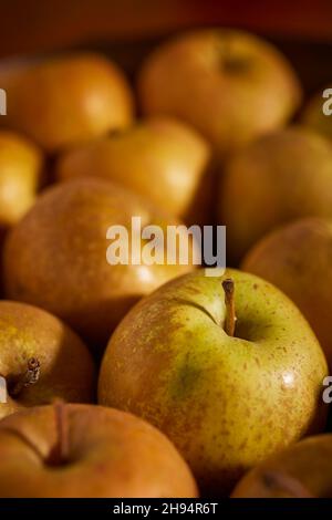 Hudson's Golden Gems, una varietà americana di mele Heirloom. Questi sono stati coltivati nella contea di Lancaster, Pennsylvania, Stati Uniti Foto Stock