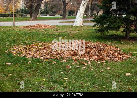Cumulo di foglie secche raccolte nel parco cittadino a fine autunno Foto Stock