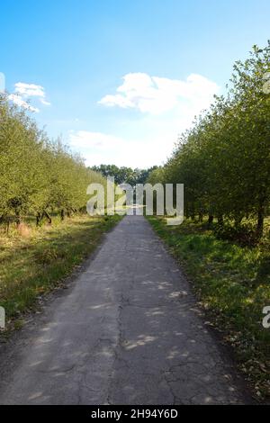 Un percorso vuoto che si estende in lontananza in prospettiva in un giardino estivo su uno sfondo di cielo blu e alberi su entrambi i lati Foto Stock