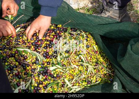 Le mani che raccolgono e puliscono le olive durante la raccolta delle olive con le reti arancioni a Keratea in Grecia Foto Stock