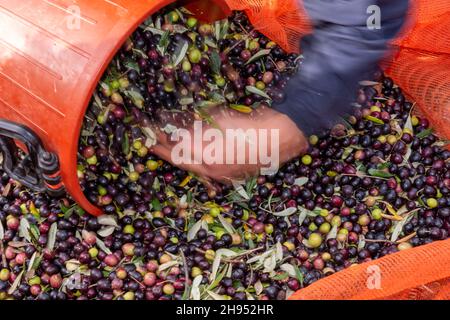 Le mani che raccolgono e puliscono le olive durante la raccolta delle olive con le reti arancioni a Keratea in Grecia Foto Stock