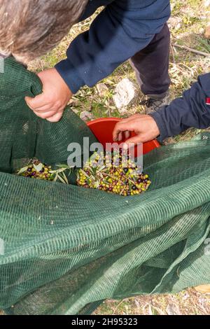 Le mani che raccolgono e puliscono le olive durante la raccolta delle olive con le reti arancioni a Keratea in Grecia Foto Stock