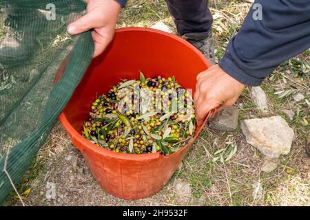 Le mani che raccolgono e puliscono le olive durante la raccolta delle olive con le reti arancioni a Keratea in Grecia Foto Stock