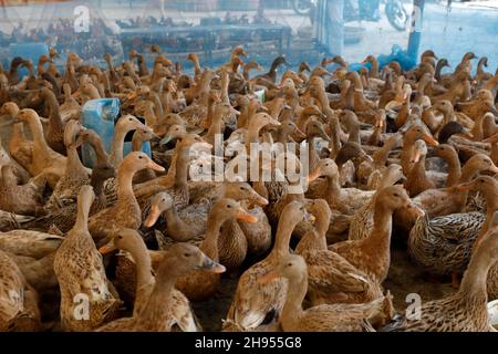 Dhaka, Bangladesh - 03 dicembre 2021: Bengalis ama mangiare carne d'anatra in inverno, quindi c'è un sacco di offerta di anatre nel mercato Dhaka ora, ma il Pric Foto Stock