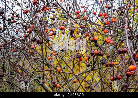 Rosehip Bush con bacche secche sullo sfondo del paesaggio autunnale. Fine autunno. Uso in medicina alternativa. Primo piano. Messa a fuoco selettiva. Foto Stock