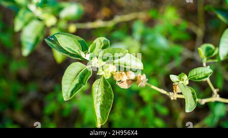 Ashwagandha frutti di erbe medicina con foglie verdi. Withania sonnifera pianta conosciuta come Ashwagandha. Erbe indiane di ginseng, uva velenosa, o vino Foto Stock