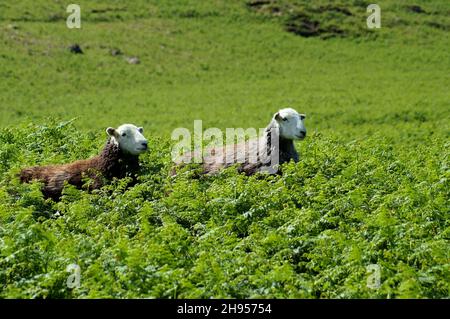 Due pecore che pascolo in bracken. Preso accanto al lago Buttermere nel Lake District. Foto Stock