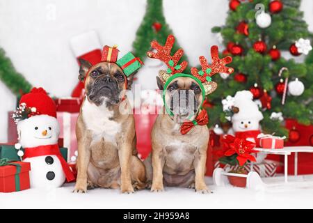 Coppia di cani di Natale. Bulldogs francesi che indossano corna di renne festive e fasciatesta in costume da regalo tra le decorazioni stagionali Foto Stock