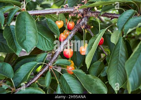 I frutti non maturi sono appesi su un ramo di un ciliegio. Un gruppo di ciliegie d'arancia in maturazione nell'albero. Il tema del giardinaggio, l'agricoltura, un ricco h Foto Stock