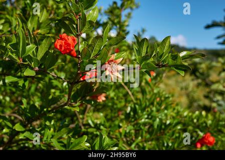 Punica granatum fiori d'arancio Foto Stock