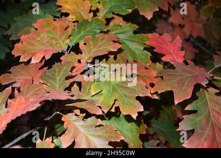 Quercus rubra coloratissimo fogliame in autunno Foto Stock