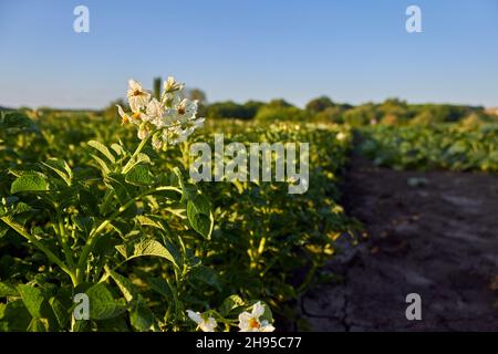 Campo di patate. Filari di patate giovani in giardino. Cespugli di patate fioriti con fiori bianchi su un letto di verdure. Il tema del giardinaggio Foto Stock