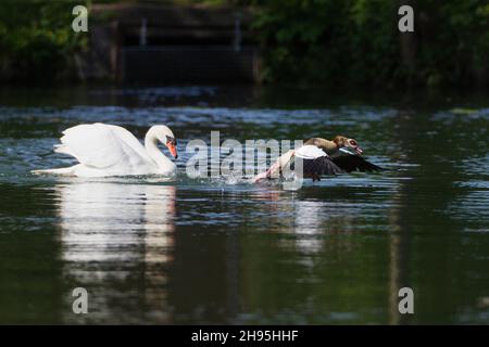 Mute Swan (Cygnus olor), sul lago, insegue l'oca egiziana, (Alopochen aegyptian), fuori del suo territorio di riproduzione, bassa Sassonia, Germania Foto Stock