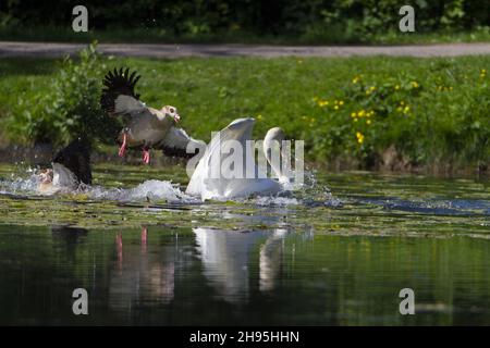 Mute Swan (Cygnus olor), sul lago, insegue l'oca egiziana, (Alopochen aegyptian), fuori del suo territorio di riproduzione, bassa Sassonia, Germania Foto Stock