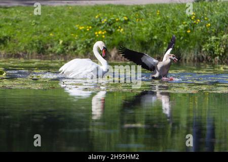 Mute Swan (Cygnus olor), sul lago, insegue l'oca egiziana, (Alopochen aegyptian), fuori del suo territorio di riproduzione, bassa Sassonia, Germania Foto Stock