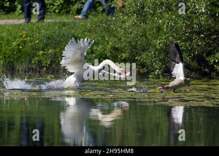 Mute Swan (Cygnus olor), sul lago, insegue l'oca egiziana, (Alopochen aegyptian), fuori del suo territorio di riproduzione, bassa Sassonia, Germania Foto Stock