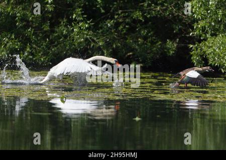 Mute Swan (Cygnus olor), sul lago, insegue l'oca egiziana, (Alopochen aegyptian), fuori del suo territorio di riproduzione, bassa Sassonia, Germania Foto Stock