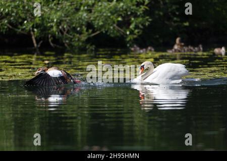 Mute Swan (Cygnus olor), sul lago, insegue l'oca egiziana, (Alopochen aegyptian), fuori del suo territorio di riproduzione, bassa Sassonia, Germania Foto Stock