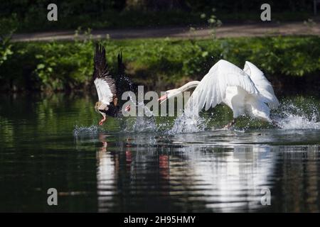 Mute Swan (Cygnus olor), sul lago, insegue l'oca egiziana, (Alopochen aegyptian), fuori del suo territorio di riproduzione, bassa Sassonia, Germania Foto Stock