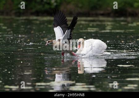 Mute Swan (Cygnus olor), sul lago, insegue l'oca egiziana, (Alopochen aegyptian), fuori del suo territorio di riproduzione, bassa Sassonia, Germania Foto Stock