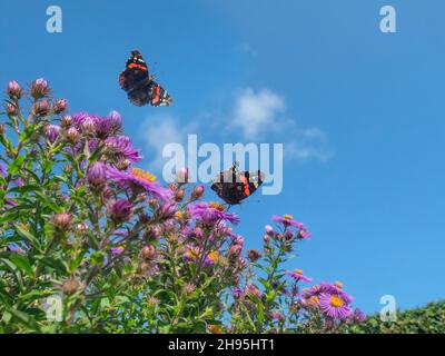 Farfalla Ammiraglio rossa - Vanessa atalanta che si nutrono di crisantemi da giardino Foto Stock