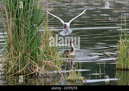 Grande avidità crestata, (Podiceps cristatus), confronto con gabbiano a testa nera, (Larus ridibundis) in zona di nidificazione, sul lago, bassa Sassonia, Germania Foto Stock