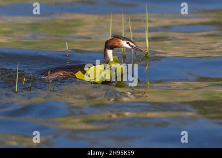 Grande grasso crestato, (Podiceps cristatus), trasporto nido materiale per nidificare, sul lago, bassa Sassonia, Germania Foto Stock