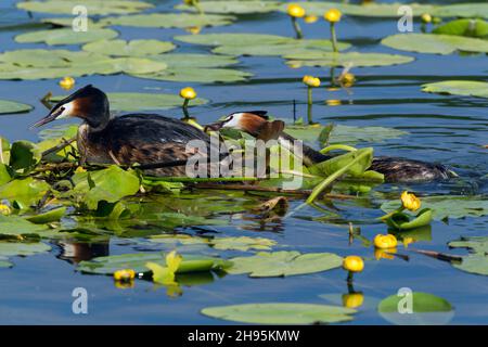 Grande grasso crestato, (Podiceps cristate), coppia sul lago, nido di costruzione, bassa Sassonia, Germania Foto Stock