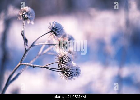 Carretti asciutti ricoperti di gelo sullo sfondo della neve blu. Lo sfondo naturale. Foto Stock