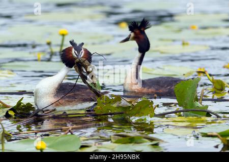 Grande grasso crestato, (Podiceps cristate), coppia sul lago, nido di costruzione, bassa Sassonia, Germania Foto Stock