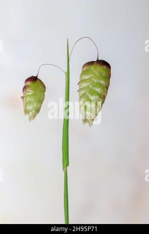 (Briza media) Quaking-erba semi durante la primavera, Città del Capo, Sudafrica Foto Stock