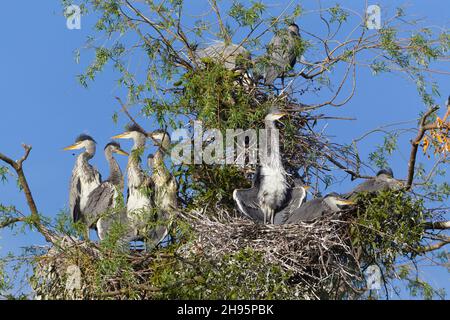 Grey Heron (Ardea cinerea), giovani uccelli su nidi al rookery, uno prendere il sole, bassa Sassonia, Germania Foto Stock