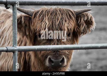 Primo piano di un giovane vitello delle mucche delle Highland dietro le barre metalliche guardando la fotocamera. Foto Stock